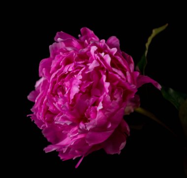 Güzel pembe şakayık çiçeği