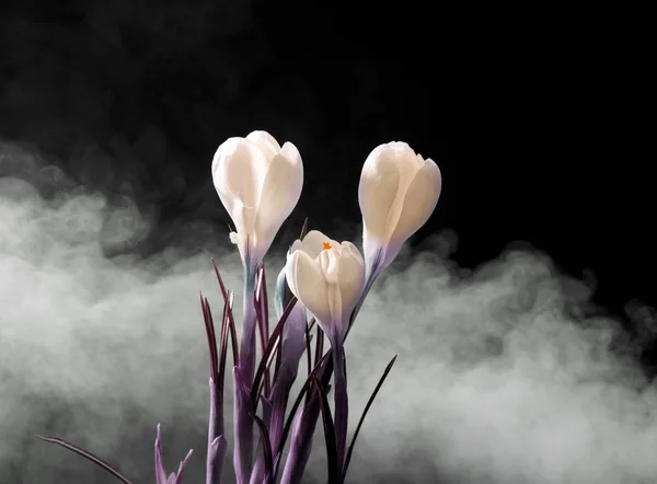 Κρόκος Ανοιξιάτικα λουλούδια — Φωτογραφία Αρχείου