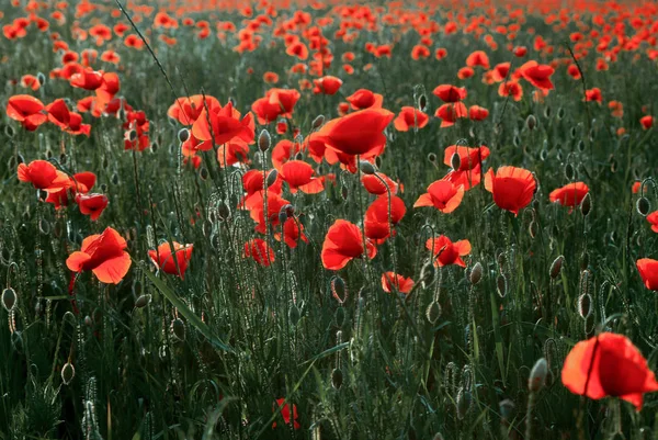 Landscape of poppies field at sunset — Stock Photo, Image