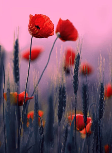 Zbliżenie: czerwone kwiaty maku — Zdjęcie stockowe