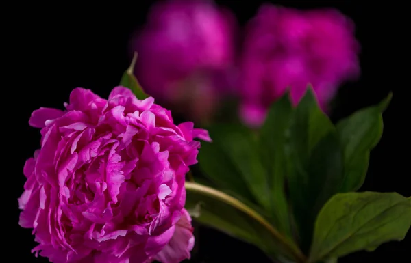 Nature morte artistique avec pivoines roses — Photo