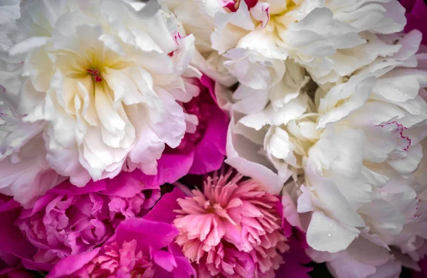 Κοντά στο όμορφο ροζ λουλούδι παιωνία. Φυσικό φόντο — Φωτογραφία Αρχείου
