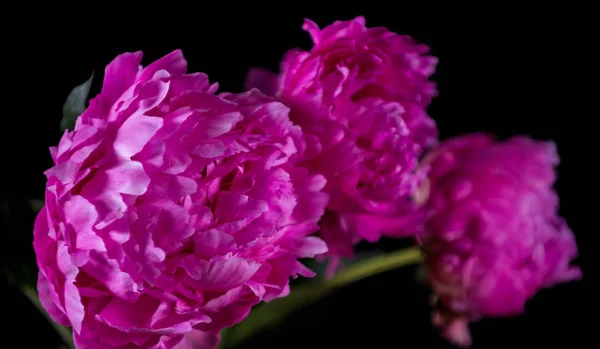 핑크 모란과 예술적 정물 생활 — 스톡 사진