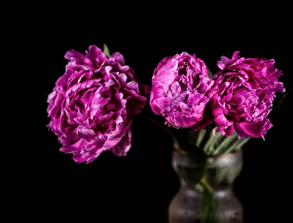 Natura morta artistica con peonie rosa in vaso — Foto Stock