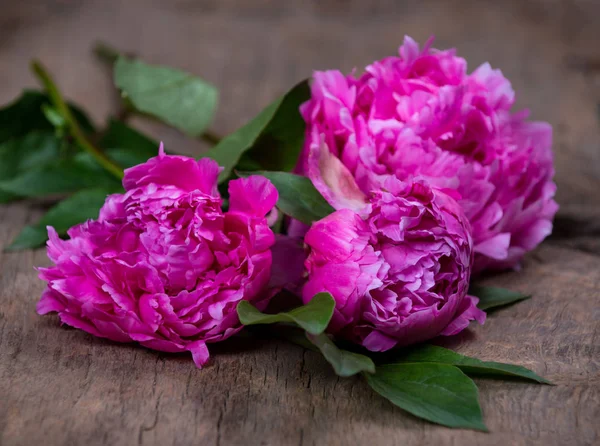 Nature morte artistique avec pivoines roses — Photo