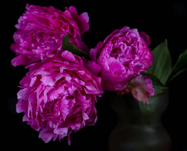 Natura morta artistica con peonie rosa — Foto Stock