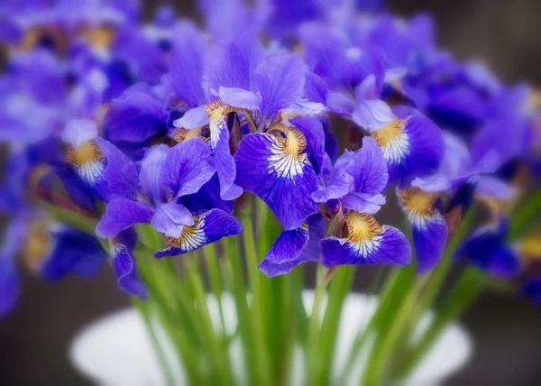 Blå Iris bakgrund. Vårens naturliga bakgrund — Stockfoto