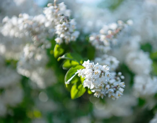 Hermosas flores de buganvillas blancas.Fondo natural — Foto de Stock