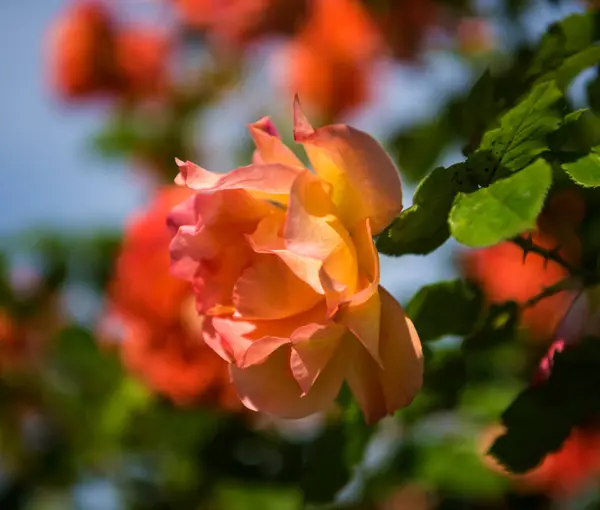 Belas rosas laranja no jardim — Fotografia de Stock