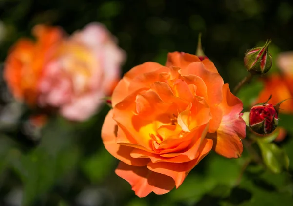 Belas rosas laranja no jardim — Fotografia de Stock