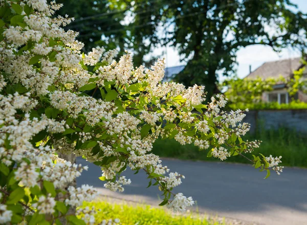 Beautiful white bougainvillea flowers.Natural  background — Stock Photo, Image