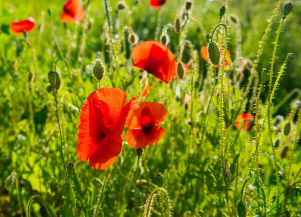 Summer landscape of poppies field — Stock Photo, Image