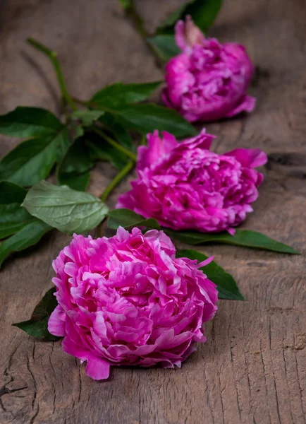 Artistic still life with pink peonies — Stock Photo, Image