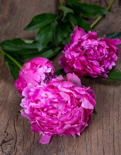 Nature morte artistique avec pivoines roses — Photo