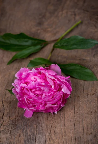 Artistic still life with pink peonies — Stock Photo, Image