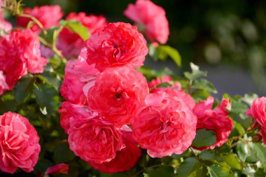 Bahçede güzel pembe güller yakın