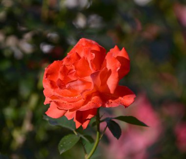 Bahçede güzel kırmızı güller yakın