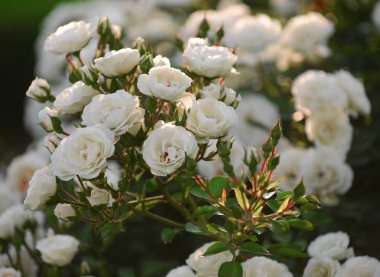 Bahçede güzel beyaz gül yakın