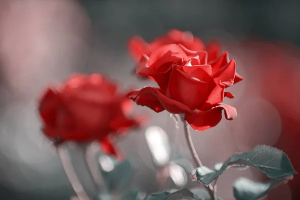 Primo piano di belle rose rosse in giardino — Foto Stock