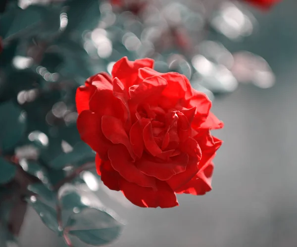 Close up of beautiful red rose in the garden — Stock Photo, Image