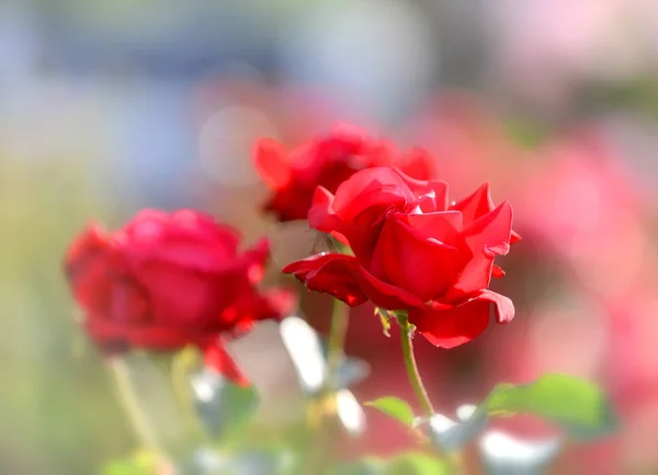 Close up of beautiful red roses in the garden — Stock Photo, Image