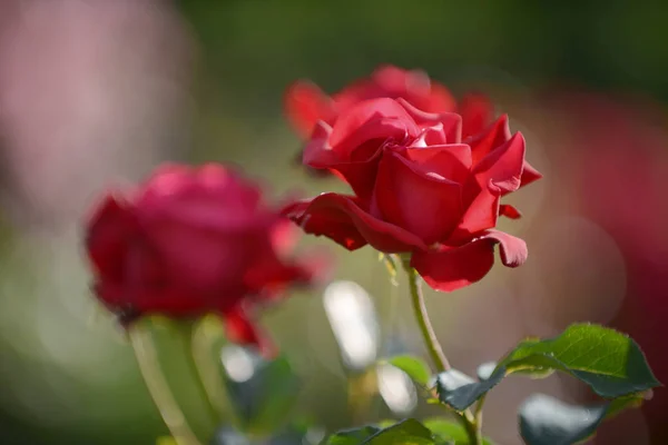 Close up de belas rosas vermelhas no jardim — Fotografia de Stock