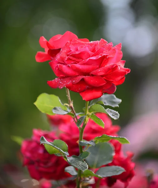 Close up de belas rosas vermelhas no jardim — Fotografia de Stock