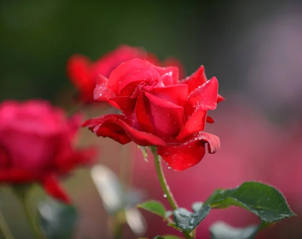 Close up of beautiful red roses in the garden — Stock Photo, Image