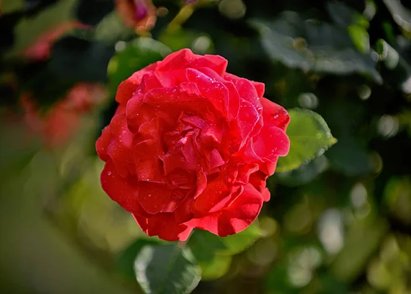 Primer plano de hermosas rosas rojas en el jardín —  Fotos de Stock