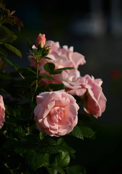Закрыть красивые розовые розы в саду — стоковое фото
