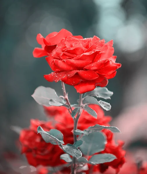 Primer plano de hermosas rosas rojas en el jardín —  Fotos de Stock