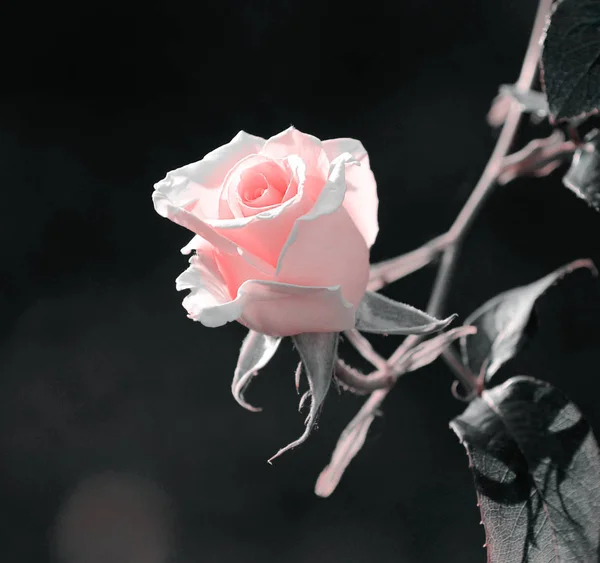 庭の美しいピンクのバラのクローズアップ — ストック写真
