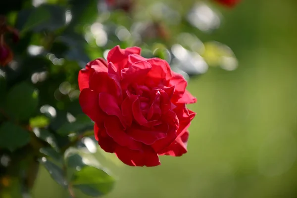 Close up of beautiful red rose in the garden — Stock Photo, Image