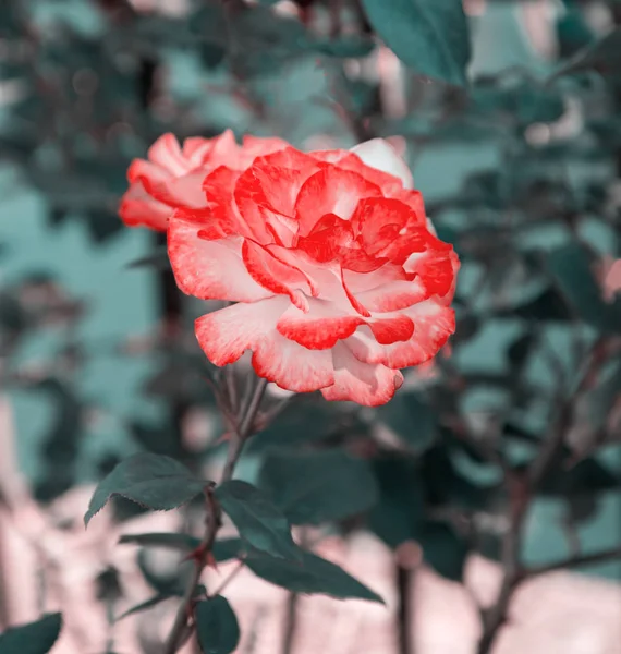 Close up de belas rosas no jardim — Fotografia de Stock