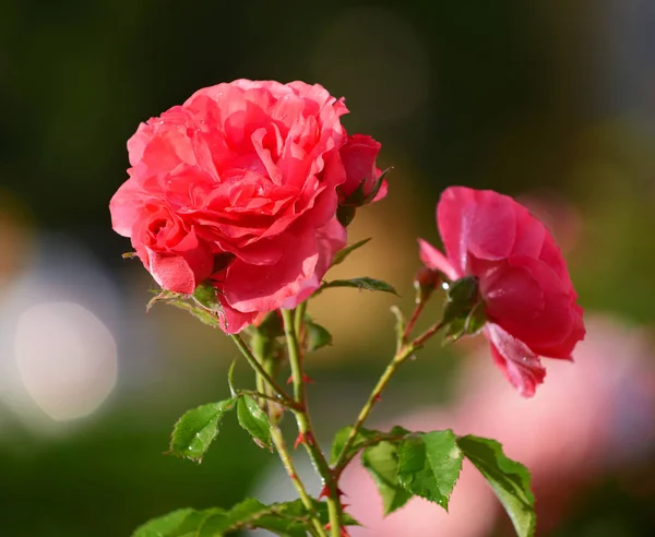 Close up de belas rosas no jardim — Fotografia de Stock