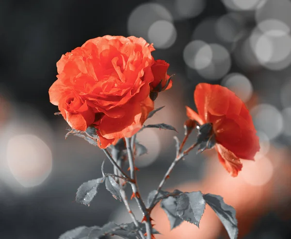 Close up de belas rosas no jardim — Fotografia de Stock