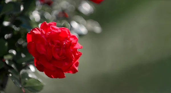 Blízko krásných červených růží v zahradě — Stock fotografie