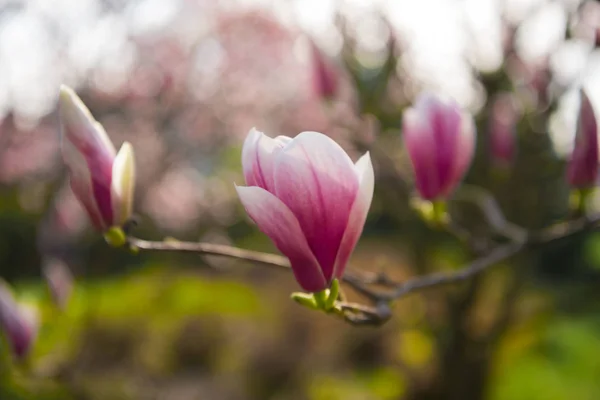 Rosa blommor av Magnolia sulange — Stockfoto