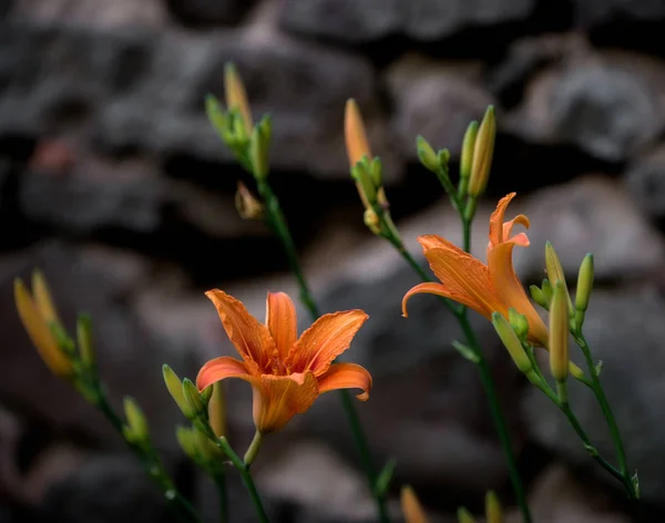 Closeup of  orange lily "Lilium bulbiferium" — Stock Photo, Image