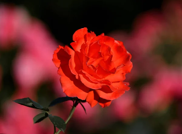 Close up de rosa bonita vermelha no jardim — Fotografia de Stock