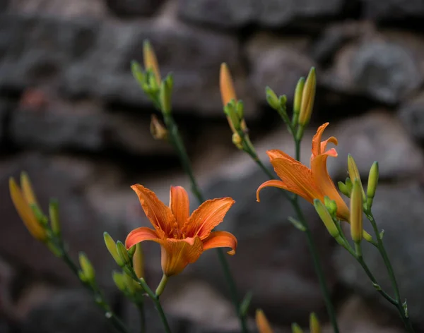 Closeup of  orange lily "Lilium bulbiferium" — Stock Photo, Image