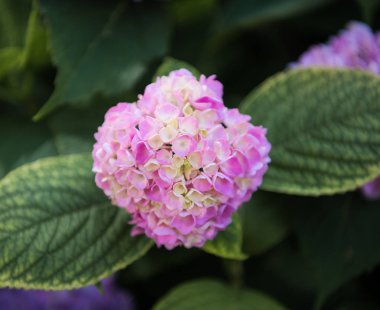 Bahçede ortanca çiçeği (Ortanca macrophylla)