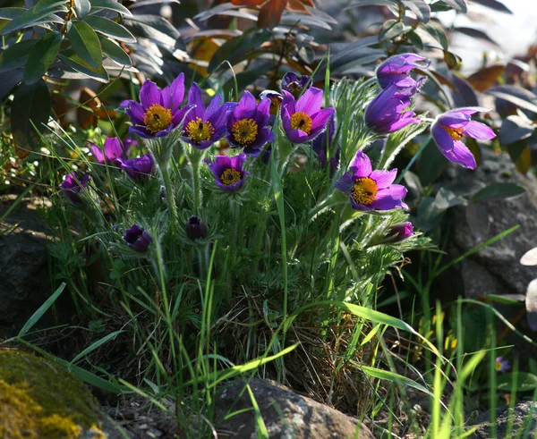 Vår blomma på våren. Pasque blomma (Pulsatilla patens) — Stockfoto