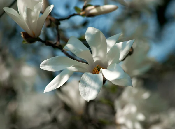 Kwitnące drzewo z białymi kwiatami. Magnolia — Zdjęcie stockowe