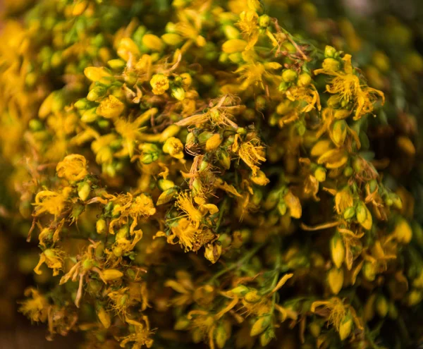 Bunch of  St. John's wort ready for drying for tea — Stock Photo, Image