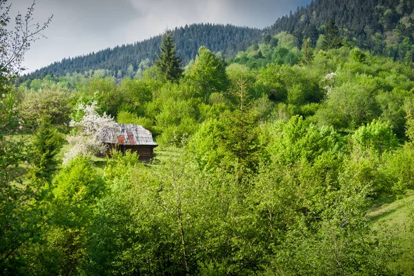 Maison de village en bois dans la forêt — Photo