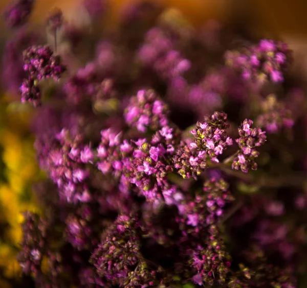 Ramo de hierba de orégano floreciente — Foto de Stock