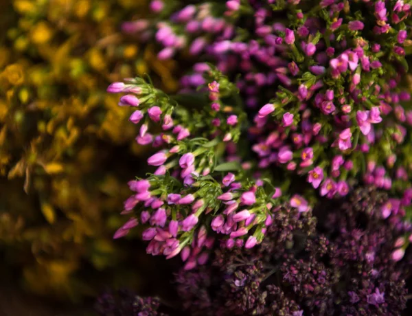 Flores de centauro común — Foto de Stock