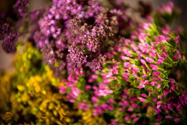 Цветущая трава орегано, обычный кентавр и туцан — стоковое фото
