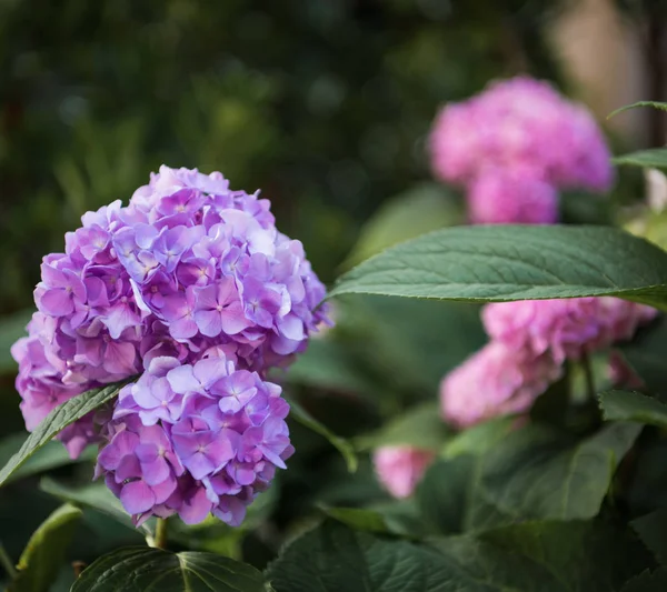 Цветок гидрангии (Hydrangea macrophylla) в саду — стоковое фото